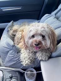 Nashville Pet Sitters