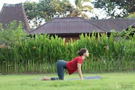 20 Yoga Poses For Complete Beginners Free Printable In 2020 Yoga Poses Yoga Poses For Beginners Basic Yoga Poses