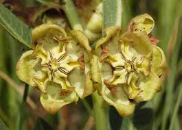 Image result for Pachycarpus concolor