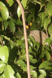 Image result for Rourea minor