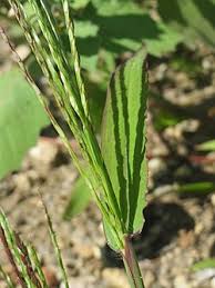 Image result for Digitaria nitens