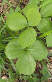 Image result for Dioscorea dumetorum