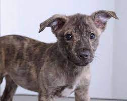 Adopt Emmett On Petfinder Pets Save A Dog Adoption
