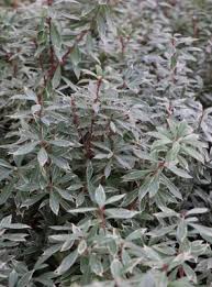 Image result for Pieris japonský little heath obrázek