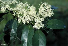 Image result for Psydrax fragrantissima