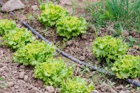 Our drip irrigation kits are easy to manage customized irrigation kits fit in a 4'x4' or 4'x8' minifarmbox raised bed. Chlorine Soil And Watering Gardens