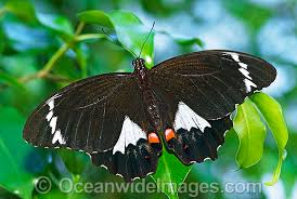 Australian Butterflies Photos Pictures Images