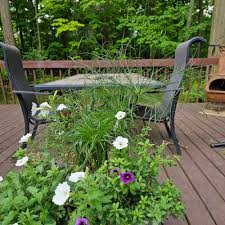 Image result for Cyperus margaritaceus