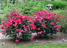 How to make neem oil spray for plants. How To Care For Roses Organically