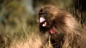 Baboon description, behavior, feeding, reproduction. King Of The Mountain Baboons National Geographic Channel International