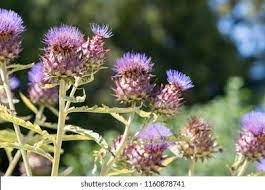 Artichoke Thistle Flower Quotes Best Flower Wallpaper