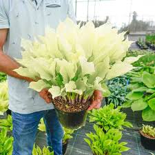 Image result for Hosta White Feather