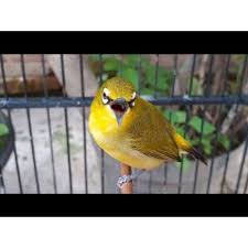 Suara kicau monoton dan tidak bervariasi. Burung Pleci Dada Kuning Garut Bungbulang Shopee Indonesia