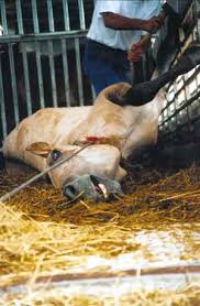 images?q=tbn:ANd9GcRF_stKvUATcowez27tl-HjPi2FkjyFej_VxYUdEGAEwg-e5TIs