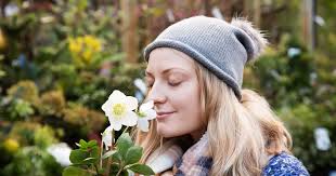 Stunning winter-flowering rose to plant now to get colour for months