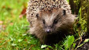 However, the species has now declined rapidly, with an estimated figure of less than 2,000 birds left. 5 Threats To Uk Wildlife Wwf
