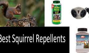 Ammonia can be used to deter squirrels. Top 7 Best Squirrel Repellents Buyer S Guide 2021