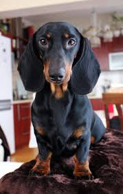 Black And Tan Mini Dachshund Long Hair Samson Dachshund Black And Tan Dapple Dachshund Dachshund Mom Dachshund Lovers