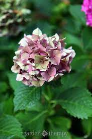 Hydrangea Wont Flower Uk Best Flower Wallpaper