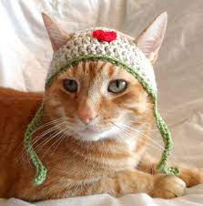All Cats Should Have A Hat If Youve Found Yourself Here Then Obviously Not Only Are You A Cat Crochet Cat Hat Crochet Cat Crochet Animal Hats