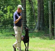 Pin On K9 Working Dogs