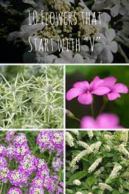 Before you buy a bouquet﻿, check out these flower meanings for popular blooms like roses, tulips, lilies, and peonies, to make sure you send the right message. 10 Flowers That Start With V Flowers Garden Blossom
