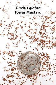 Image result for Turritis