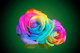 Every day new pictures and just beautiful wallpaper for your desktop flowers completely free. Pin By Madison Siemen On Images Rainbow Roses Rainbow Flowers Beautiful Roses