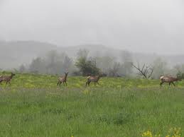 Elk county certainly lives up to its name. 7 Great Things To Do In Elk Country In The Pa Great Outdoors Region Interesting Pennsylvania And Beyond