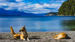 View over 176 hotel deals in sauble beach and read real guest reviews to help find the perfect. Patagonia Lake Pets Dogs Dog Puppy Fluff Fur Piqsels