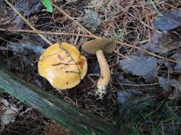 Image result for Suillus punctipes