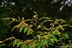 Image result for Ventilago