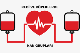 Veteriner Saglik Rehberi Umraniye Veteriner