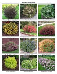 Before placing any shrub in the landscape, you should first consider the overall height and width of the shrub once it reaches maturity. Pin On Garden