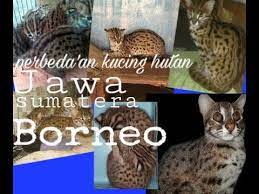 Selain budidaya ayam hutan,pemilik kandang ayam hutan sumatra ini juga menjual bibit,indukan dan pejantan ayam hutan asli. Kucing Hutan Dan Perbedaan Kucing Hutan Jawa Sumatera Dan Borneo Youtube