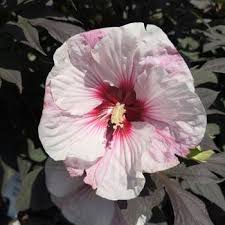 Image result for Hibiscus kirkii