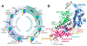 18.4 Proteins | The Basics Of General, Organic, And Biological Chemistry |  Page 1000