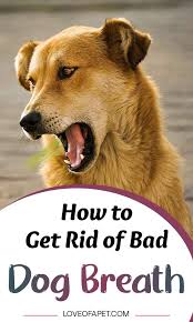 How To Get Rid Of Bad Dog Breath Treatments And Prevention Love Of A Pet In 2020 Dog Breath Bad Dog Breath Dog Breath Remedy