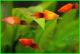 Panduan Lengkap Cara Merawat Ikan Platy Ekor9 Com Ekor9 Com