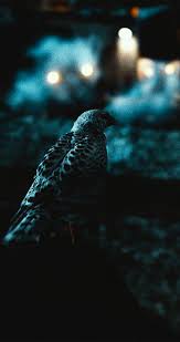 His Dark Materials Kaisa Wallpaper Hd His Dark Materials Different Forms Of Art Wallpaper