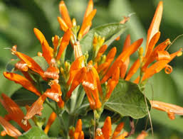 Image result for Justicia capensis