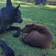 Check spelling or type a new query. Elwood Kelpie Rescue Qld Home Facebook