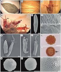 Image result for Spermacoce sphaerostigma