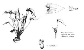 Image result for Monochoria