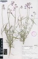 Image result for Cleome maculata