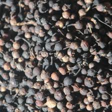 Image result for Piper guineense