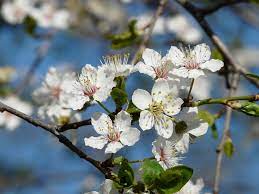 Check spelling or type a new query. Plum Tree Planting Pollination Aftercare Chris Bowers