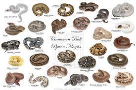 Cinnamon Ball Morph Project By Minathewitch On Deviantart Ball Python Pet Ball Python Ball Python Morphs