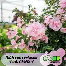 Image result for Hibiscus syriacus ´Pink Chiffon