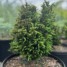 Image result for Cryptomeria